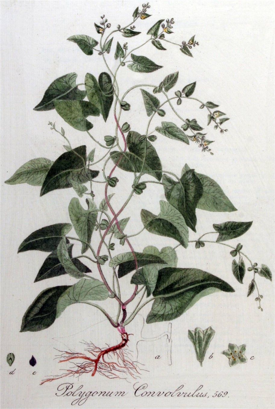 Åkerbinda (Fallopia convolvulus), botanisk teckning