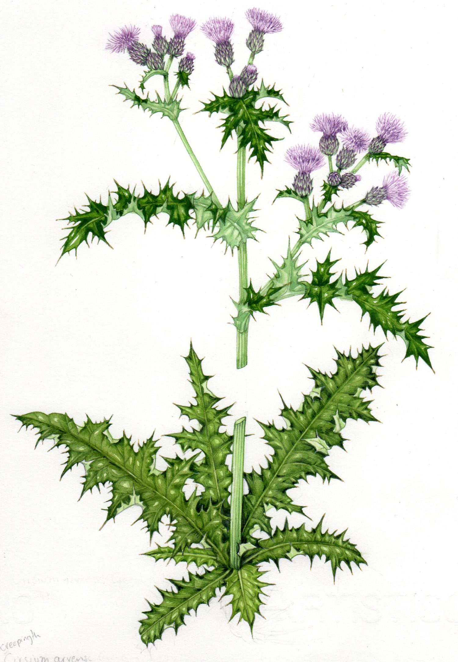 Åkertistel (Cirsium arvense), illustration av Lizzie Harper