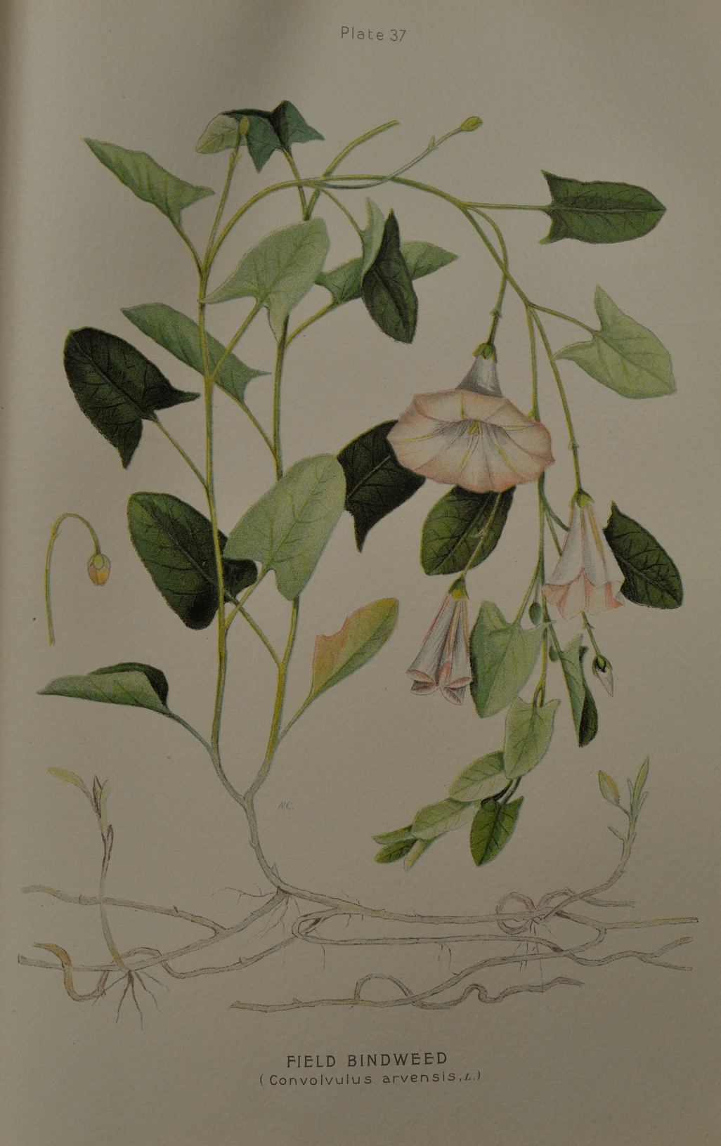 Åkervinda (Convolvulus arvensis), botanisk plansch