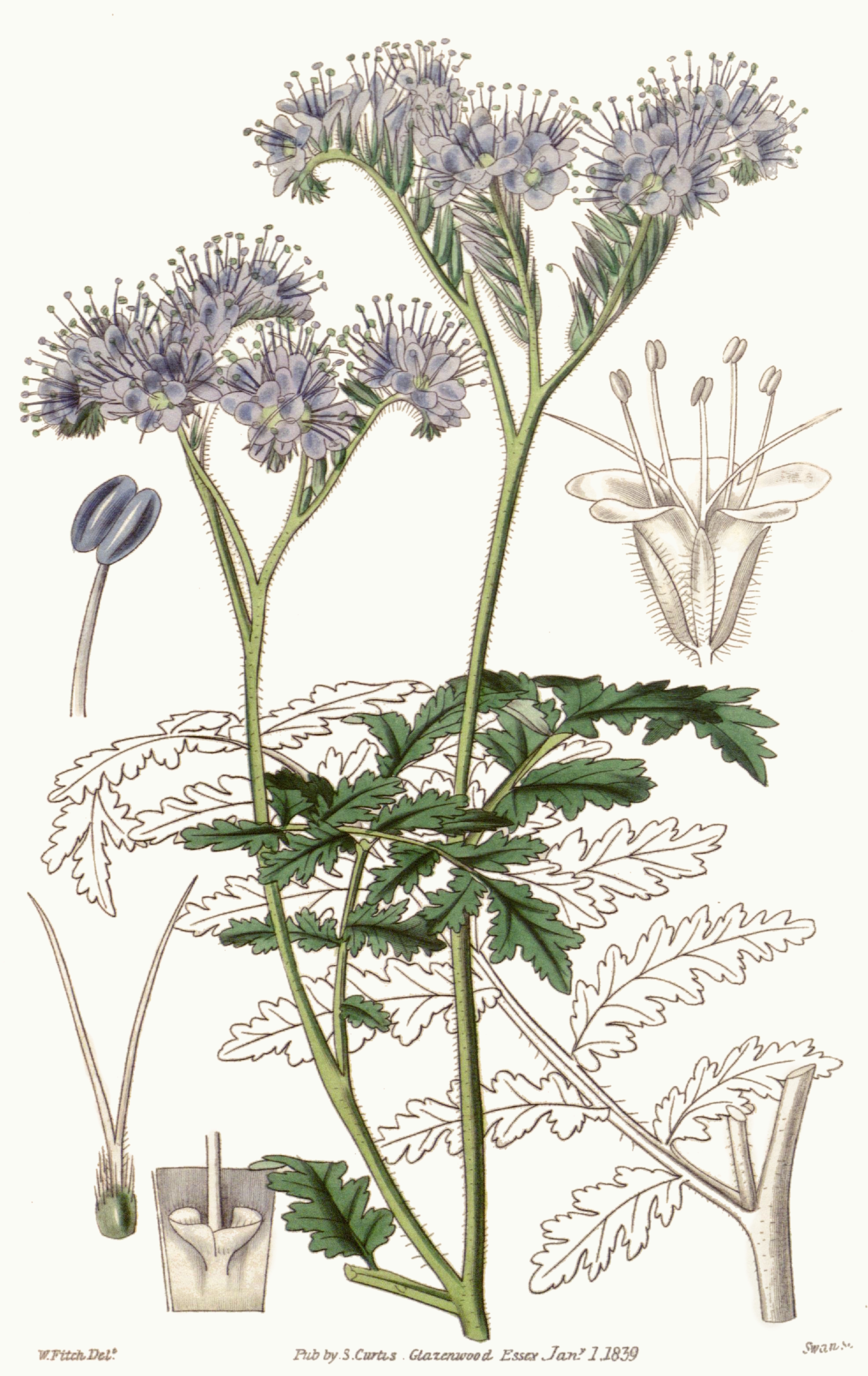 Honungsört (Phacelia tanacetifolia), planschbild ur Curtis's Botanical Magazine