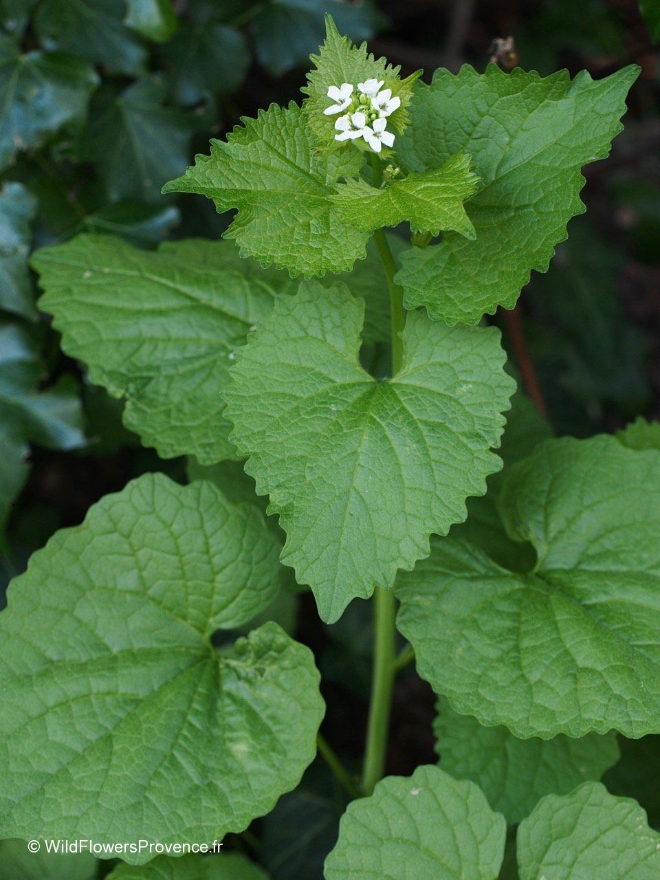 Löktrav (Alliaria petiolata)