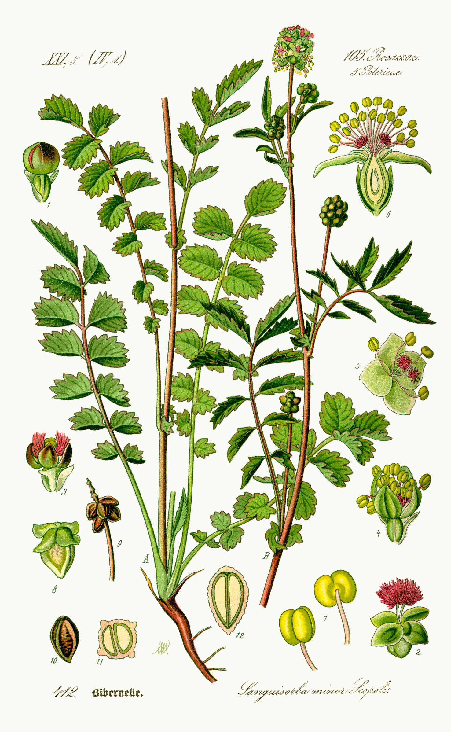 Pimpinell (Sanguisorba minor), botanisk illustration