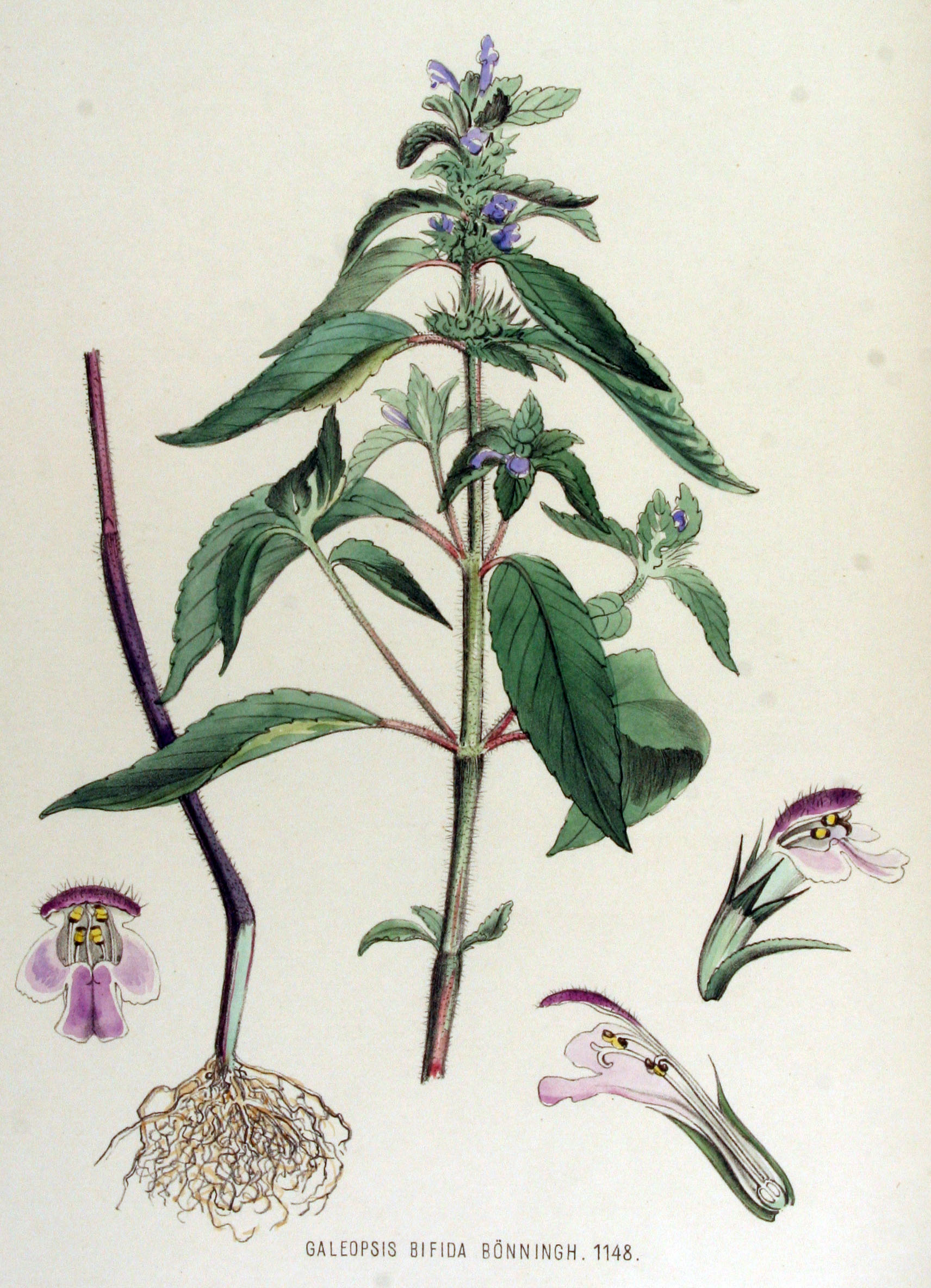 Pipdån (Galeopsis bifida), illustration ur Flora Batava