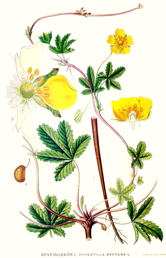 Revfingerört (Potentilla reptans), botanisk plansch