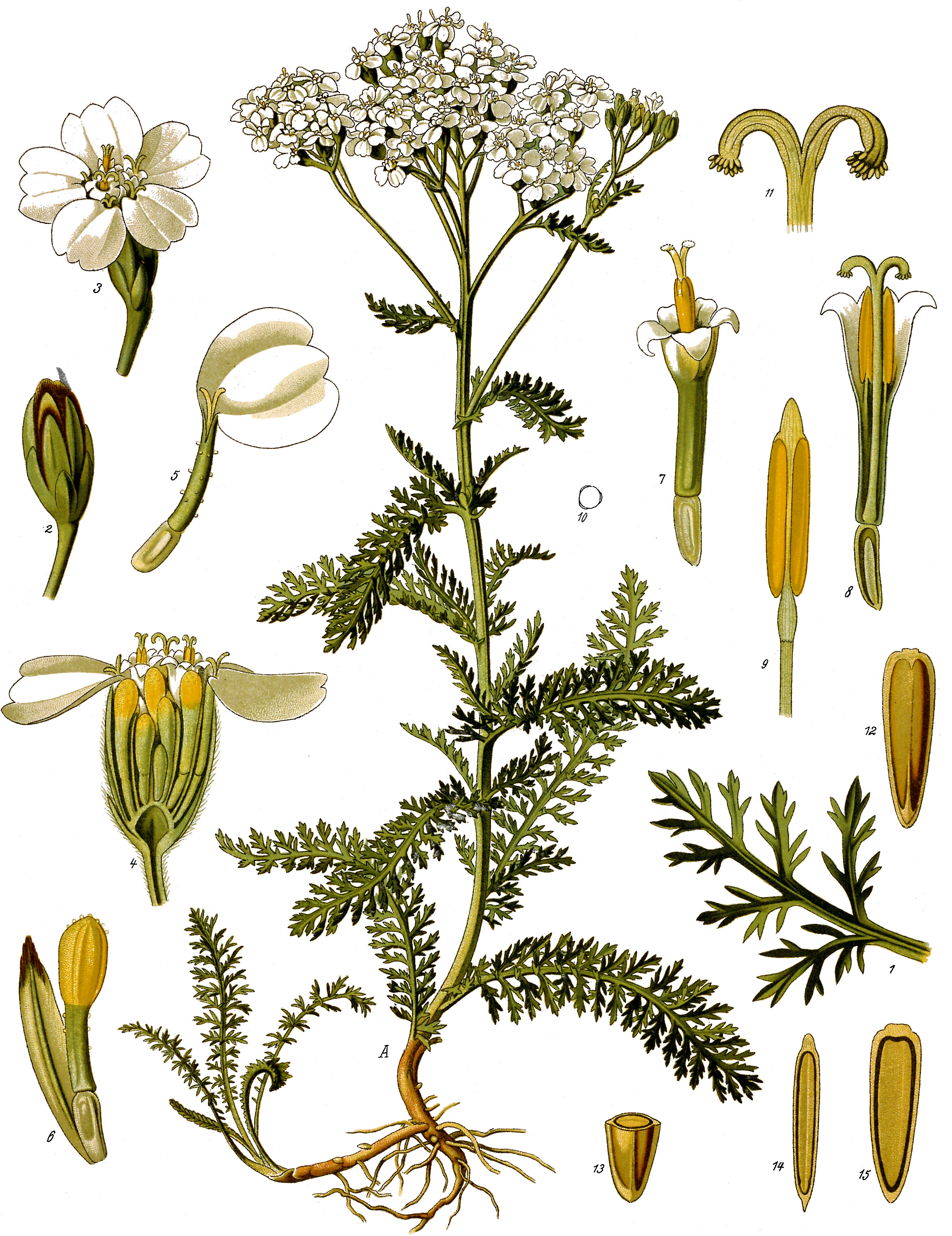 Rölleka (Achillea millefolium), illustration ur Köhlers Medizinal-Pflanzen