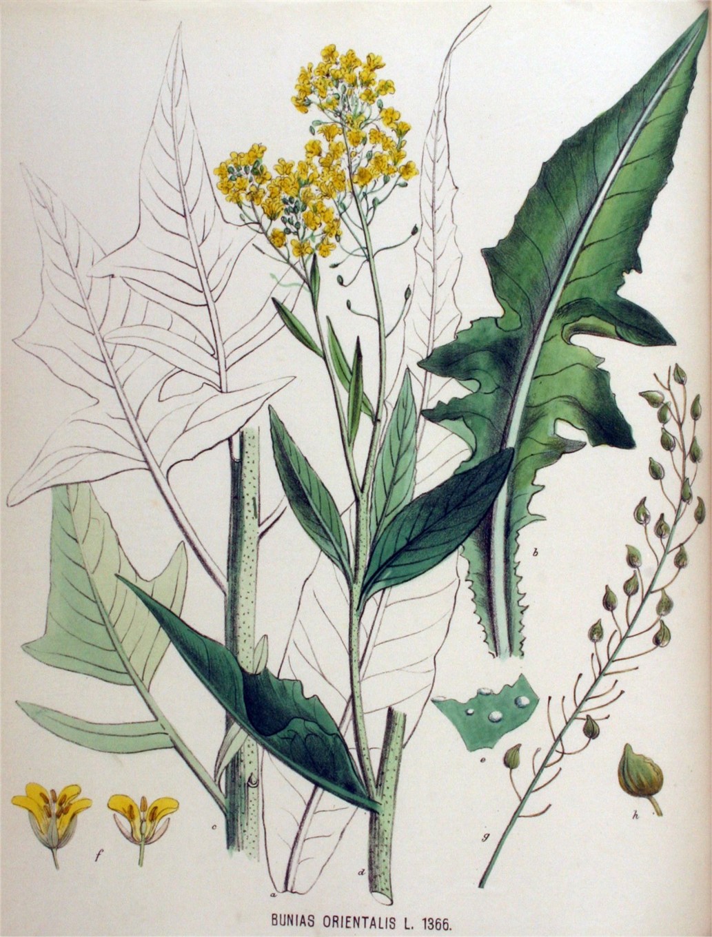 Ryssgubbe (Bunias orientalis), illustration ur Flora Batava