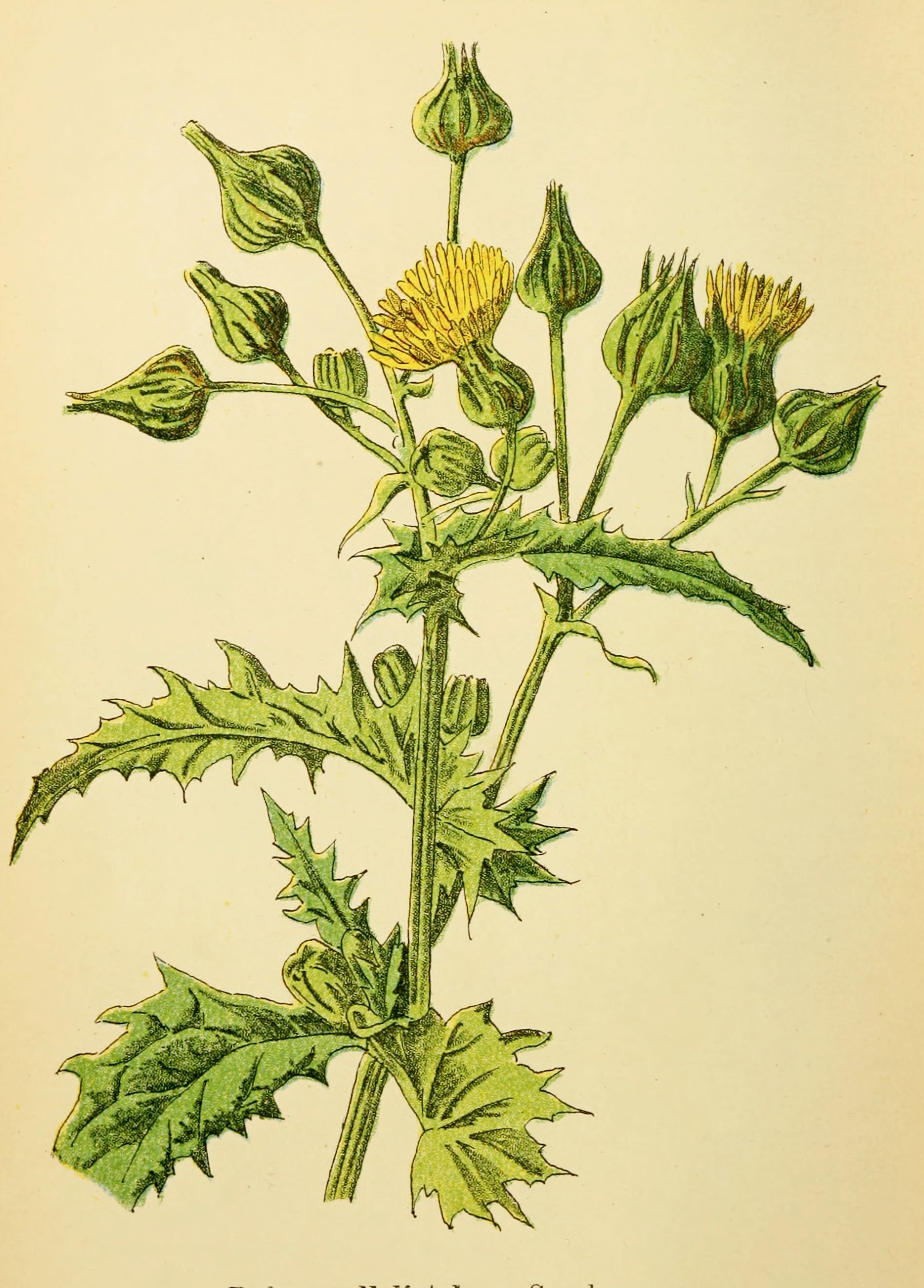 Svinmolke (Sonchus asper), illustration ur Plantenschat 1898